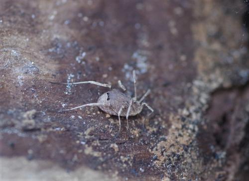Odiellus spinosus